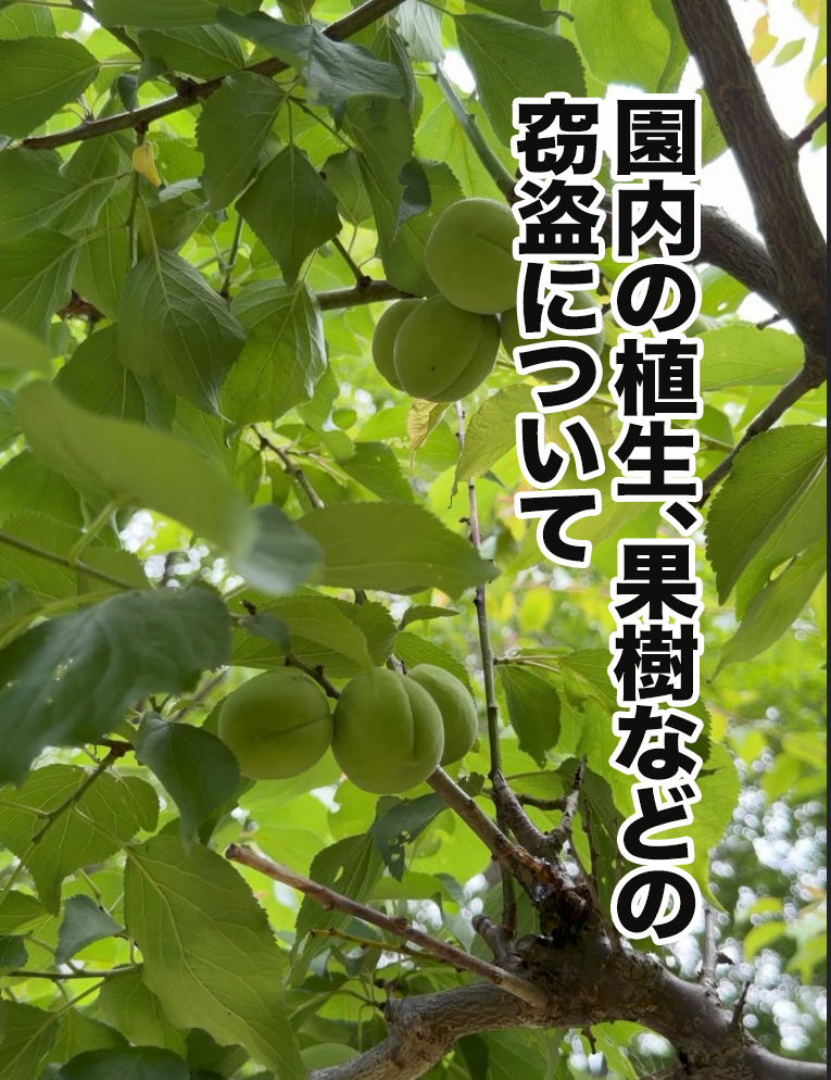 紅櫻公園からのお願い